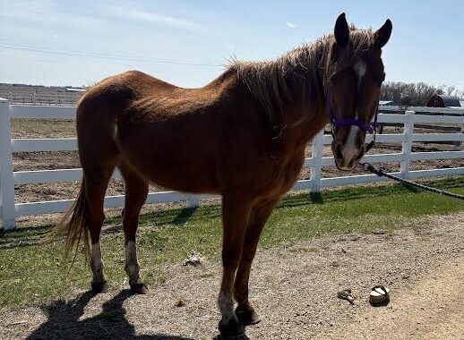 Sham is looking for a retirement home where he can enjoy a new herd and grass. He is such a gentleman.