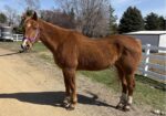 Sham is looking for a retirement home where he can enjoy a new herd and grass. He is such a gentleman.