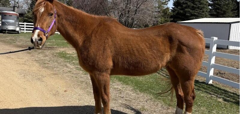 Sham is looking for a retirement home where he can enjoy a new herd and grass. He is such a gentleman.