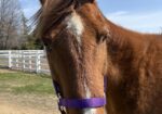 Sham is looking for a retirement home where he can enjoy a new herd and grass. He is such a gentleman.