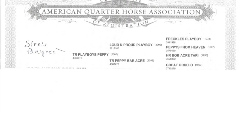 Registered half Arabian and half Quarter horse