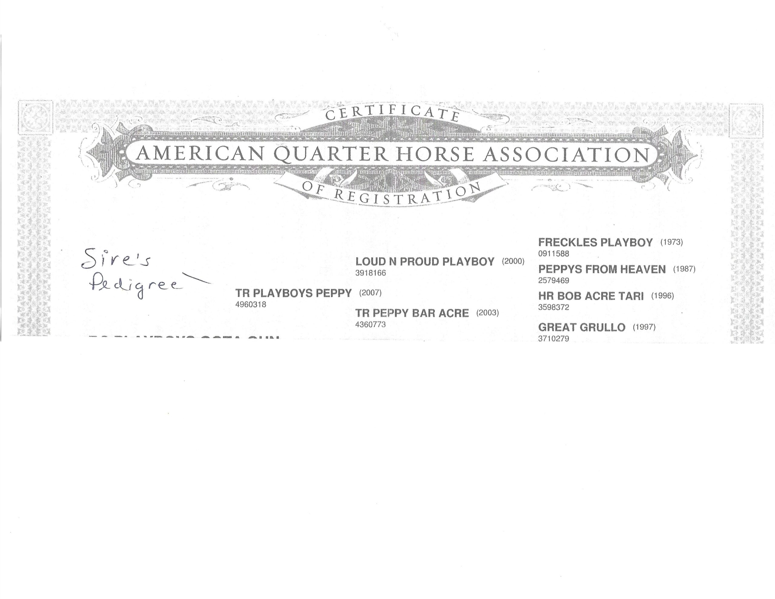 Registered half Arabian and half Quarter horse