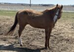 Stevie is the perfect pet horse with great manners and a winning disposition. He gets along well with others.