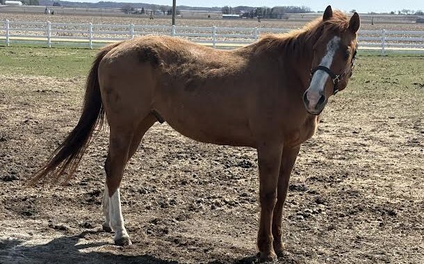 Stevie is the perfect pet horse with great manners and a winning disposition. He gets along well with others.