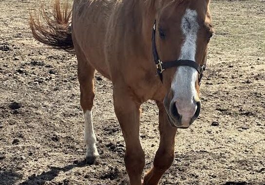 Stevie is the perfect pet horse with great manners and a winning disposition. He gets along well with others.