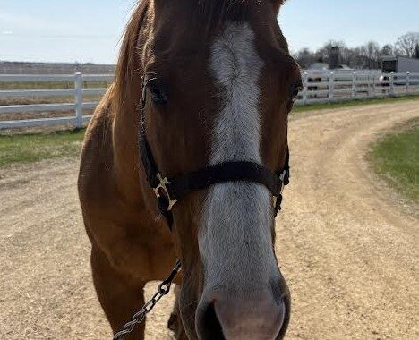 Stevie is the perfect pet horse with great manners and a winning disposition. He gets along well with others.