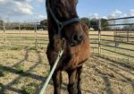 Yearling Thoroughbred Colt