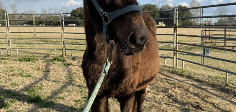 Yearling Thoroughbred Colt