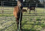 Yearling Thoroughbred Colt