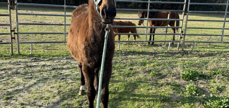 Yearling Thoroughbred Colt