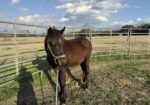 Yearling Thoroughbred Colt