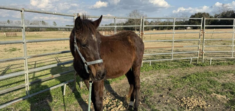 Yearling Thoroughbred Colt