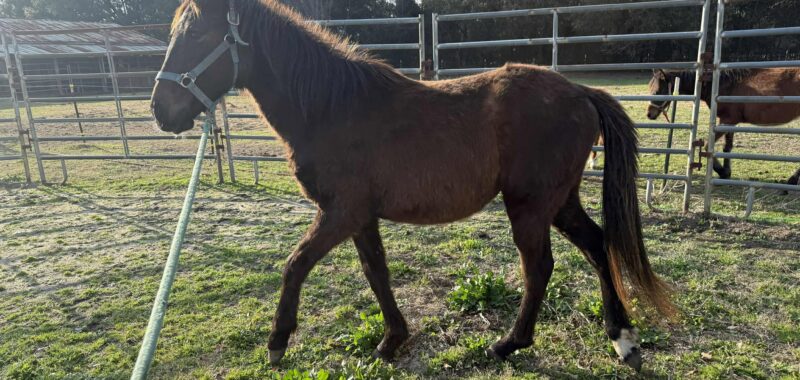 Yearling Thoroughbred Colt
