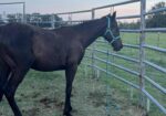 Yearling Thoroughbred Colt