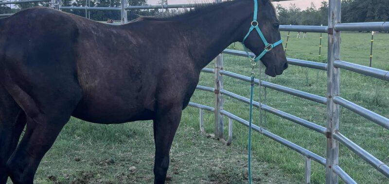 Yearling Thoroughbred Colt