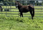 Yearling Thoroughbred Colt