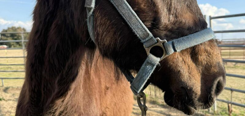 Yearling Thoroughbred Colt