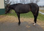 Unbridled Sharp