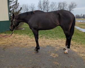 Unbridled-Sharp-1