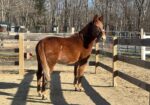 Channing – 11yo Hinny Gelding