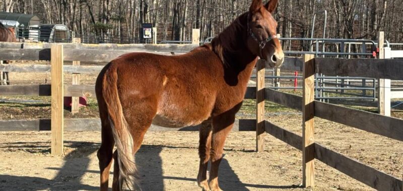 Channing – 11yo Hinny Gelding