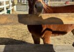 Channing – 11yo Hinny Gelding