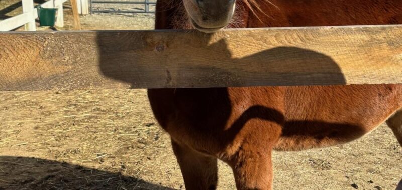 Channing – 11yo Hinny Gelding