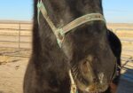 NOT TALL, BUT DARK AND HANDSOME LOOKING FOR HIS FOREVER FAMILY