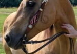 Buckskin quarter horse gelding