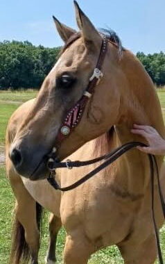 Buckskin quarter horse gelding