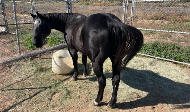NOT TALL, BUT DARK AND HANDSOME LOOKING FOR HIS FOREVER FAMILY