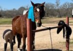Jax – 10yr old DHH