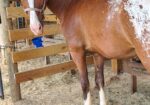 Project Horse