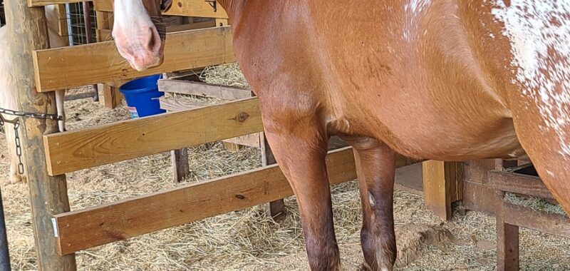 Project Horse