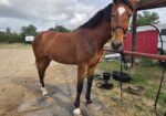 Jax – 10yr old DHH