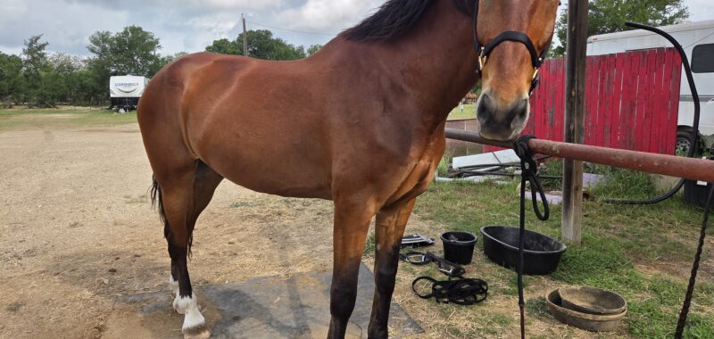 Jax – 10yr old DHH