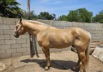 Butters and Soul Beautiful quarter horse