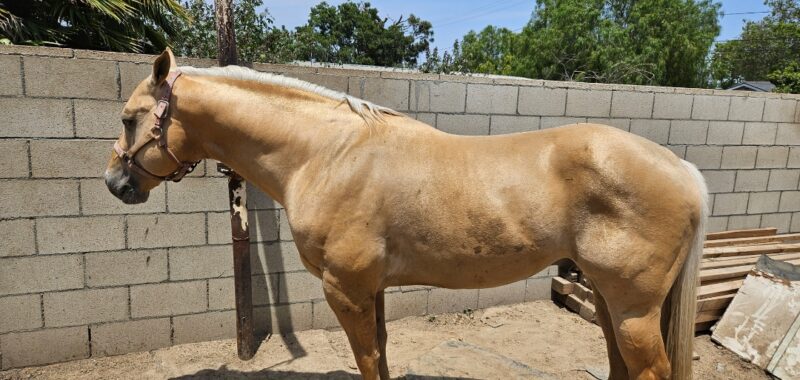 Butters and Soul Beautiful quarter horse