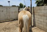 Butters and Soul Beautiful quarter horse