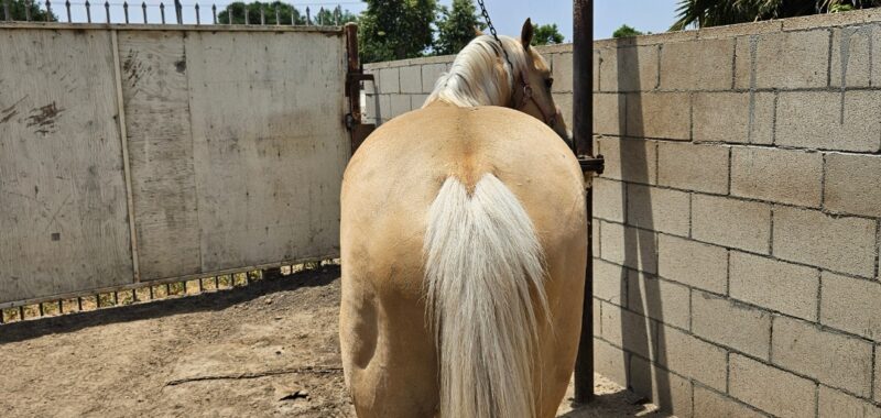 Butters and Soul Beautiful quarter horse