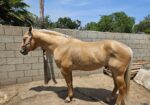 Butters and Soul Beautiful quarter horse