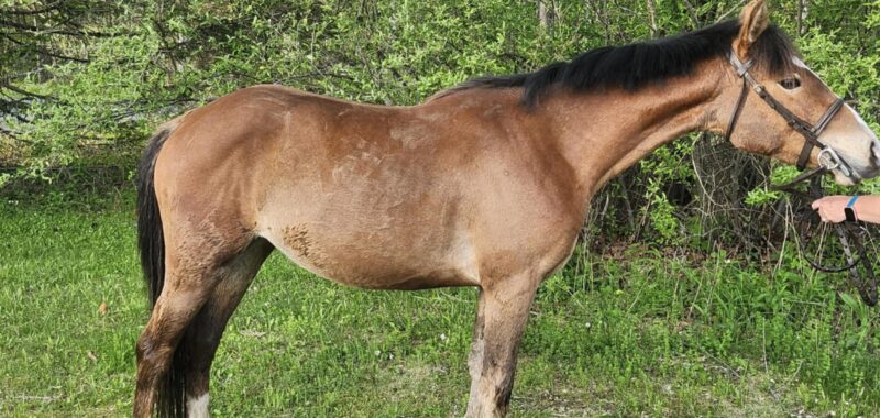 Flashy medium pony