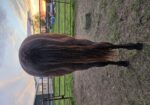 Salsa- yearling gray filly