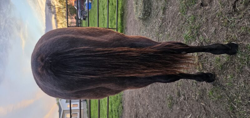 Salsa- yearling gray filly