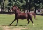 Half Arabian Gelding