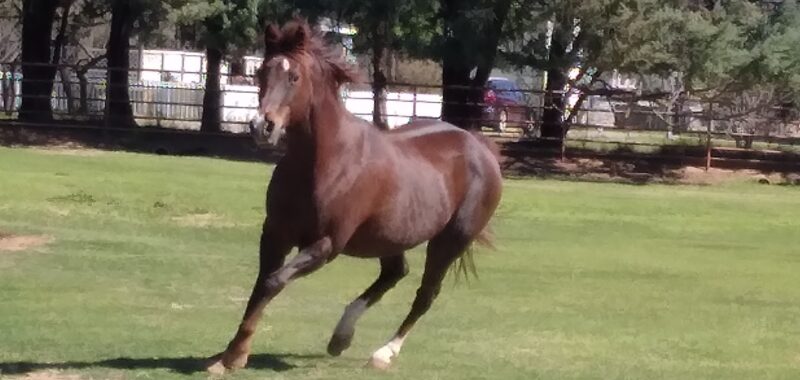 Half Arabian Gelding