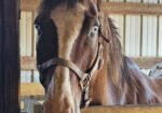 Project Horse