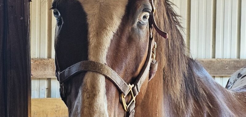 Project Horse