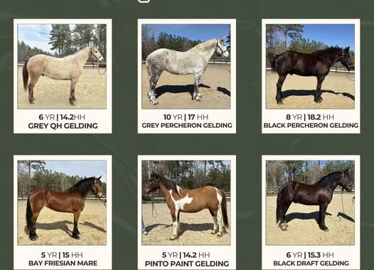 Horses For Sale