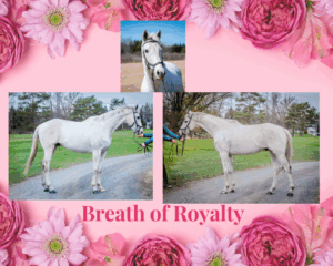 Breath-of-Royalty